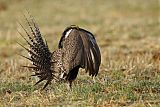 Gunnison Sage-Grouse